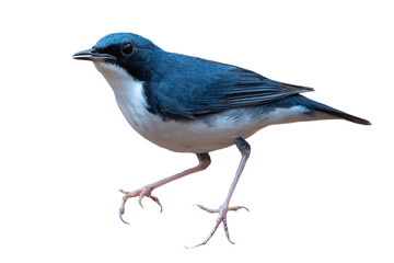 Siberian blue robin isolated on white background