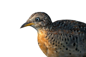 Closeup yellow-legged buttonquail isolated on white background