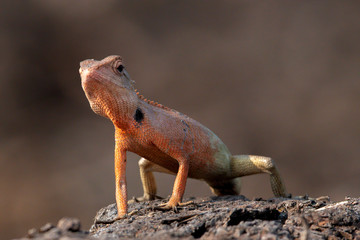Closeup oriental garden lizard looking for prey