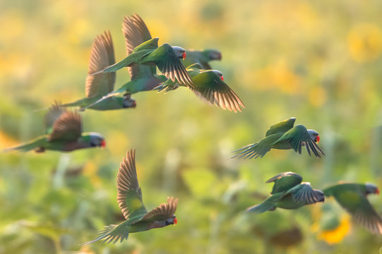 A group of parrots flying in the morning.(Red-breasted Parakeet)