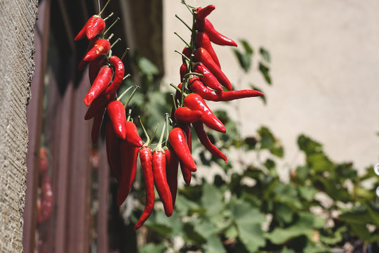 Fresh organic peppers hang outside and dry in the sun
