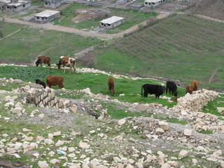 Random Cows in a goat eating country