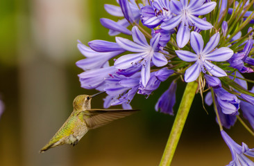 a rufous hummingbird feeding on purple flowers in Southern California
