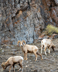 Large bighorn sheep ram in front of a rock wall in spring at the National Elk Refuge in Wyoming 