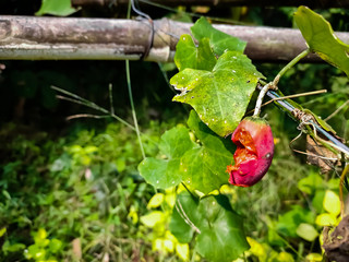 Coccinia grandis, the ivy gourd, also known as scarlet gourd, tindora and kowai fruit, is a topical...