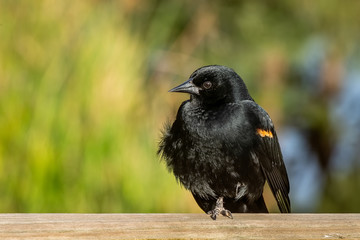 Blackbird on a fence