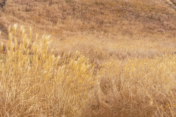 黄金色に染まるススキの絨毯