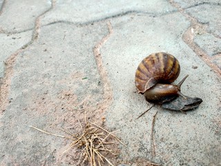snail on the road