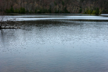 reflection of trees in water