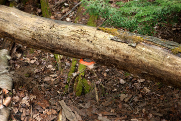 Mushroom on a log