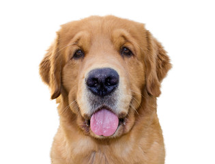 Close-up Portrait Of Puppy Against White Background