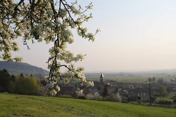 Orchard pear tree white spring blossom and tiny french village view