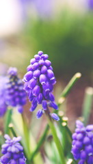 closeup of blue hyacinth flowers in nature