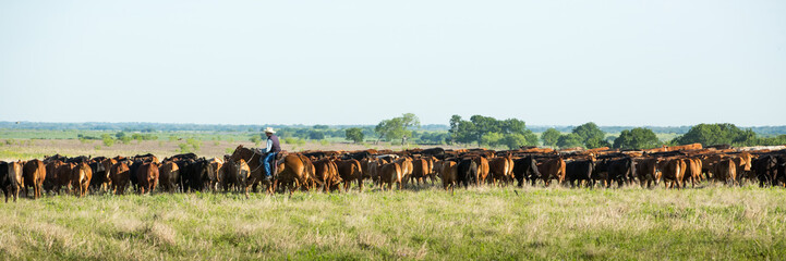 Cowboy moving cattle to new pasture on the ranch