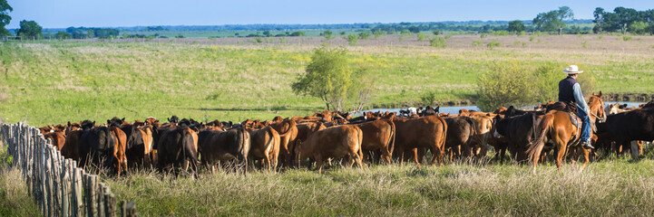 Cowboy moving cattle to new pasture on the ranch - obrazy, fototapety, plakaty