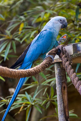 The Spix's macaw is a macaw native to Brazil. The bird is a medium-size parrot. The IUCN regard the Spix's macaw as probably extinct in the wild. Its last known stronghold in the wild was in Brazil. © Danny Ye