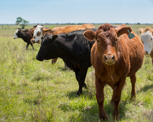 Herd of livestock moved to new pasture on the cattle ranch