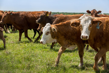 Herd of livestock moved to new pasture on the cattle ranch