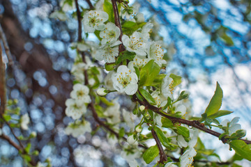 beautiful flower blossom in spring