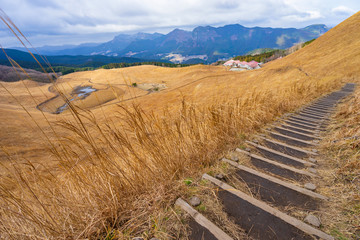 黄金色に染まるススキの絨毯