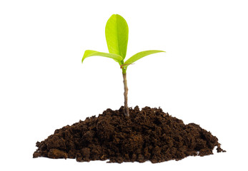 young plant growing. (clipping path)