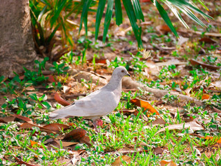 pigeon on the tree