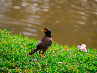 great crested grebe