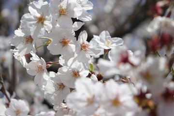 桜咲く