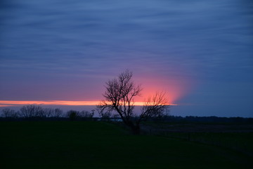Lone Tree Sunset