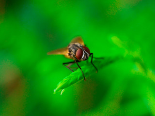 fly on green leaf