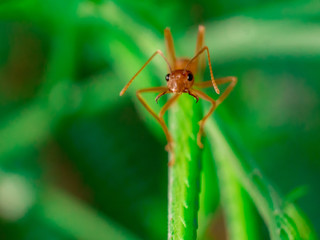 grasshopper on a leaf