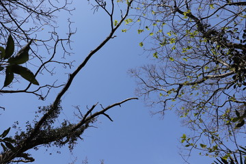 木々と空