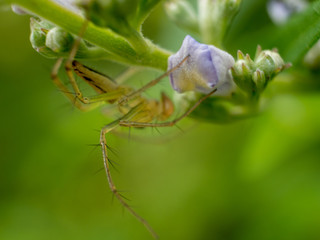spider on a leaf