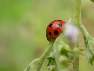 ladybird on a leaf