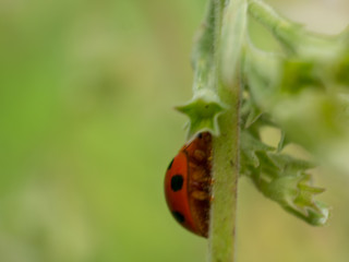 ladybird on a leaf