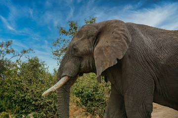 Close up of African Elephant, Tanzania