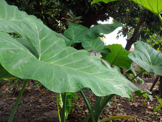 Fresh green leaves. natural green wood blur background