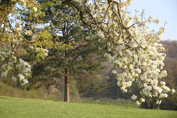 Orchard pear tree white spring blossom