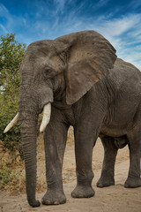 Naklejka na ściany i meble Close up of African Elephant, Tanzania