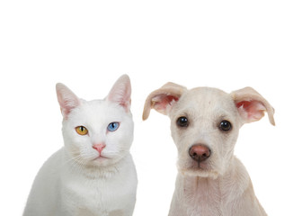 Close up portrait of a white cat with heterochromia, odd eyes, looking directly at viewer with intense stare sitting next to adorable cream and tan terrier puppy. Isolated on white background.