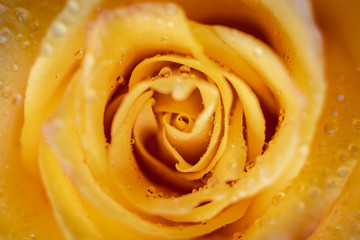 Yellow Rose Flower from Garden