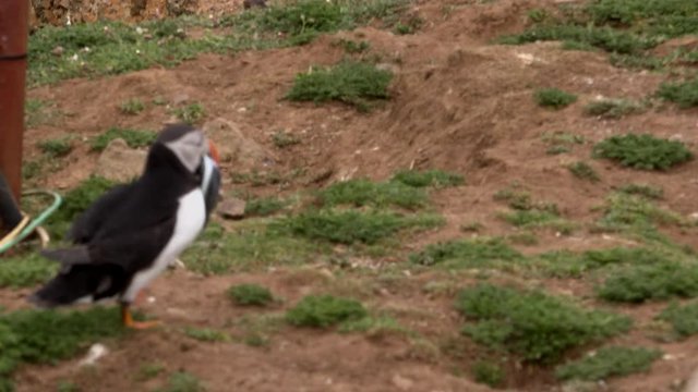 Puffins in colony with cliffs in background UK 4K