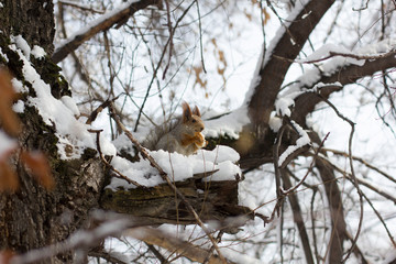 squirrel on tree eats bread