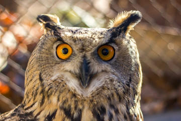 owl looks with surprise bird on nature