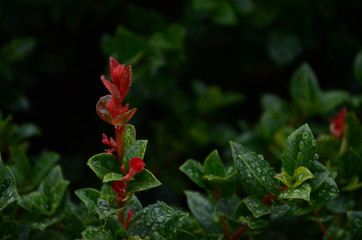 Backyard Shrub with Red Flowers
