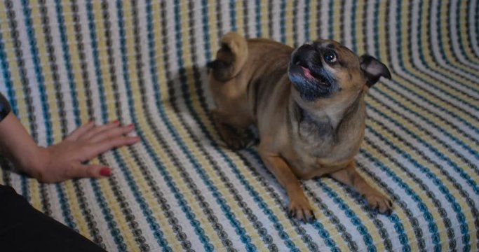 Close-up of female  hands. The hostess playing with a small gray dog of the Griffon breed at home on the sofa covered with a colored bedspread. Slow motion 50 fps.