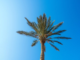 Single palm tree against background of clear blue sky, medium view. Creen palm, bottom up view. Egypt in february, nature background. Selective soft focus. Blurred background