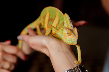 green chameleon in man's hand © John