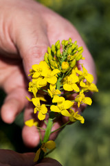 A Farmers hand holds a yellow oil seed rape flower
