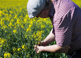 Landwirt begutachtet gelbe Blüten im blühenden Rapsfeld im Frühjahr